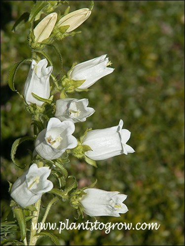 Campanula Champion White